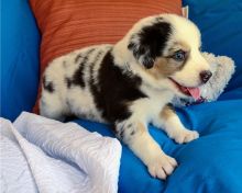 Australian shepherd