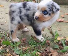 Australian Shepherd Puppies