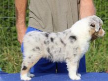 Australian shepherd puppies available