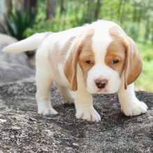 Beagle puppies for adoption(stancyvalma@gmail.com)