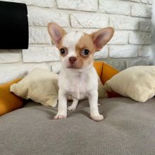 chihuahua Puppies for Adoption[gracecatlin6@gmail.com ]