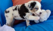 Cute Australian Shepherd Puppies