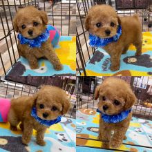 OFFERING : Toy Poodle puppies for rehoming