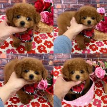 OFFERING : Toy Poodle puppies for rehoming
