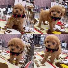 OFFERING : Toy Poodle puppies for rehoming