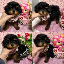 OFFERING : Toy Poodle puppies for rehoming