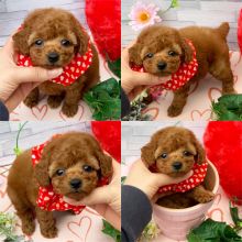 OFFERING : Toy Poodle puppies for rehoming