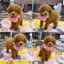 OFFERING : Toy Poodle puppies for rehoming