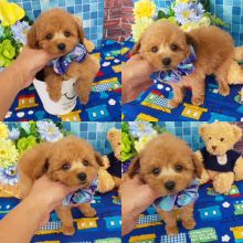 OFFERING : Toy Poodle puppies for rehoming