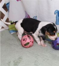 pretty beagle for free adoption