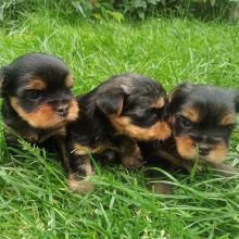 Yorkie puppies for adoption(smithmarieann99@gmail.com)
