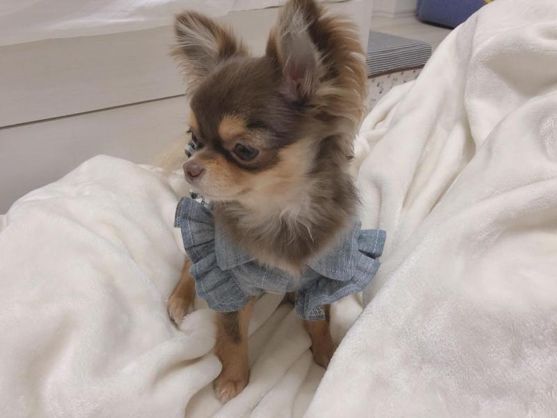 amazing chihuahua puppies for adoption Image eClassifieds4u