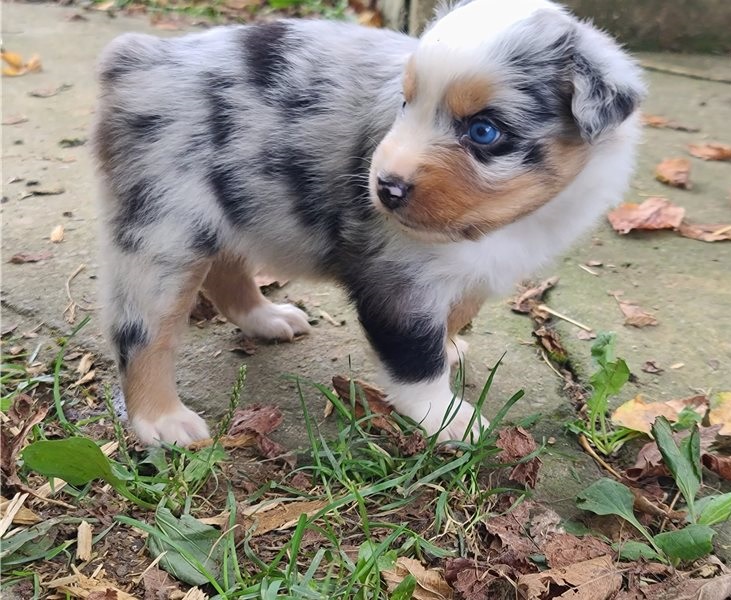 Australian Shepherd Puppies Image eClassifieds4u