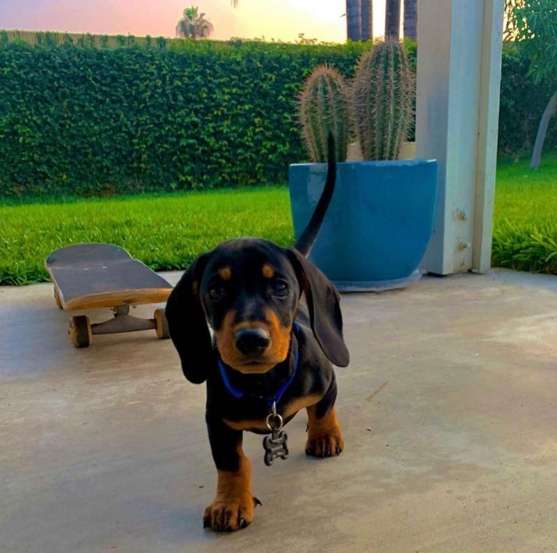 Dachshund puppies for adoption(smithpatience13@gmail.com) Image eClassifieds4u