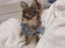 amazing chihuahua puppies for adoption Image eClassifieds4u 2