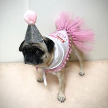 Fine looking pug for free adoption. Image eClassifieds4U