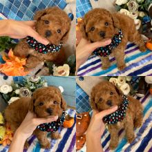 OFFERING : Toy Poodle puppies for rehoming Image eClassifieds4u 4