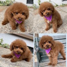 OFFERING : Toy Poodle puppies for rehoming Image eClassifieds4u 2