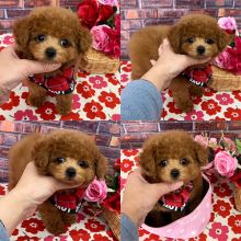 OFFERING : Toy Poodle puppies for rehoming Image eClassifieds4u 1
