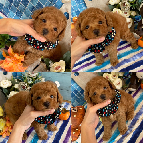 OFFERING : Toy Poodle puppies for rehoming Image eClassifieds4u