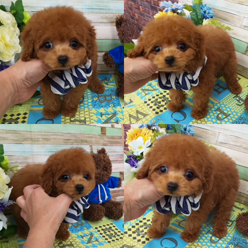 OFFERING : Toy Poodle puppies for rehoming Image eClassifieds4u