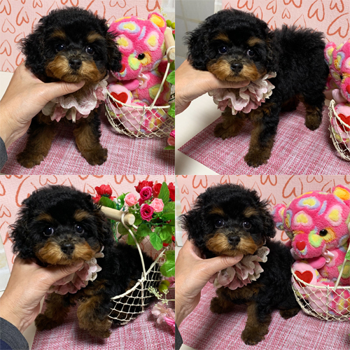 OFFERING : Toy Poodle puppies for rehoming Image eClassifieds4u