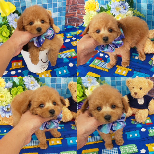 OFFERING : Toy Poodle puppies for rehoming Image eClassifieds4u
