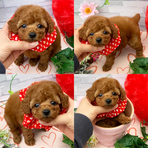 OFFERING : Toy Poodle puppies Quebecfor rehoming Image eClassifieds4u
