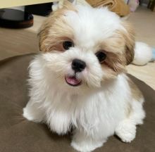 Adoptable male and female Shih tzu puppies