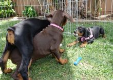 Cheap Doberman Pups 4 Sale- (catalinamarisol3@gmail.com)