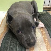Joyful Pit Bull Puppies male and female puppies for adoption