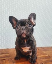 We have beautiful French Bulldog ready for adoption.