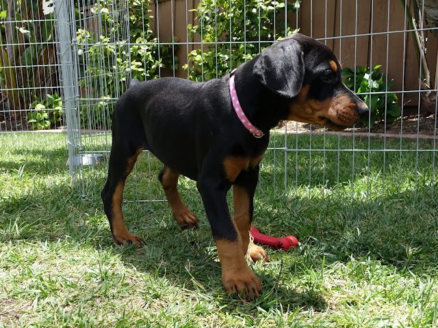 Cheap Doberman Pups 4 Sale- (catalinamarisol3@gmail.com) Image eClassifieds4u