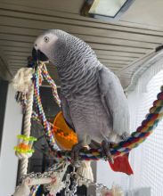 African Grey parrots for adoption (ceva41016@gmail.com)