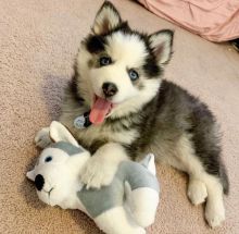 Cute and playful male and female Pomsky puppies for adoption