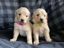 Golden Retriever puppies for adoption!!Email (stellajames1243@gmail.com)