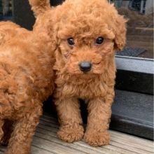 GORGEOUS TOY POODLE PUPPIES FOR GREAT HOMES