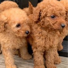 GORGEOUS TOY POODLE PUPPIES FOR GREAT HOMES