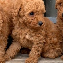 GORGEOUS TOY POODLE PUPPIES FOR GREAT HOMES