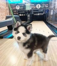 Super adorable male and female Pomsky puppies for adoption