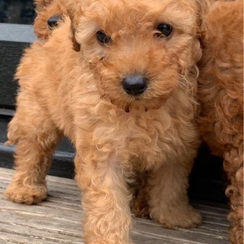 GORGEOUS TOY POODLE PUPPIES FOR GREAT HOMES Image eClassifieds4u