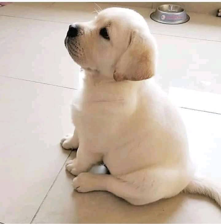 Labrador puppies ready for adoption(carolinasantos11234@gmail.com) Image eClassifieds4u