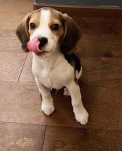 ❤ Beautiful Beagle puppy For Adoption ❤ Image eClassifieds4U