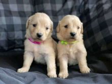 Golden Retriever puppies for adoption!!Email (stellajames1243@gmail.com) Image eClassifieds4U
