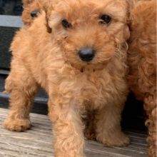 GORGEOUS TOY POODLE PUPPIES FOR GREAT HOMES Image eClassifieds4U