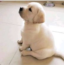 Labrador puppies ready for adoption(carolinasantos11234@gmail.com) Image eClassifieds4U