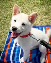 😻😻Lovely Shiba Inu puppy Needs a New Home 🐕‍🦺💛💛💛 Image eClassifieds4U