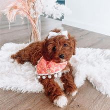 Adorable cavapoo puppies for adoption