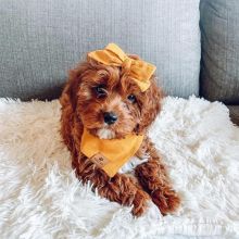 Adorable cavapoo puppies for adoption