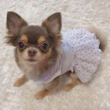 Amazing chihuahua puppies for adoption